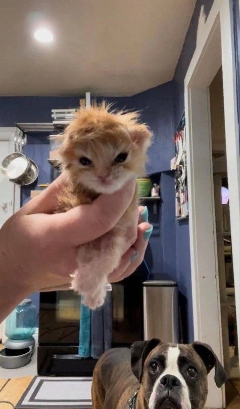 Котовторник Рыжих
