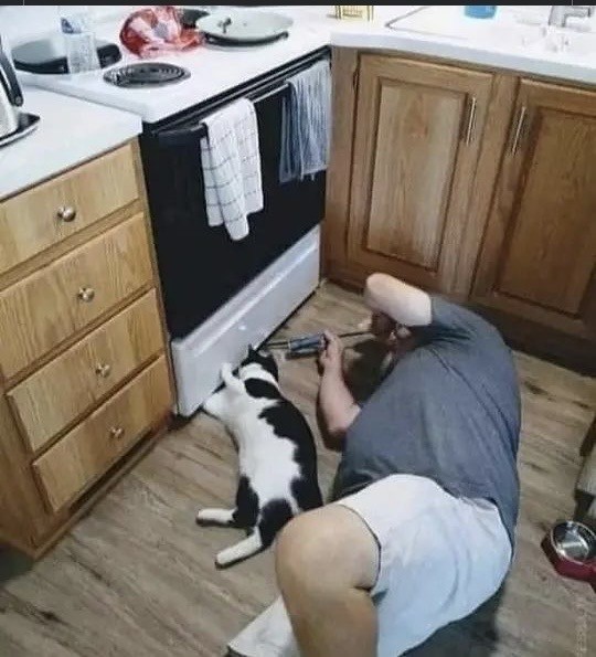Кот дня