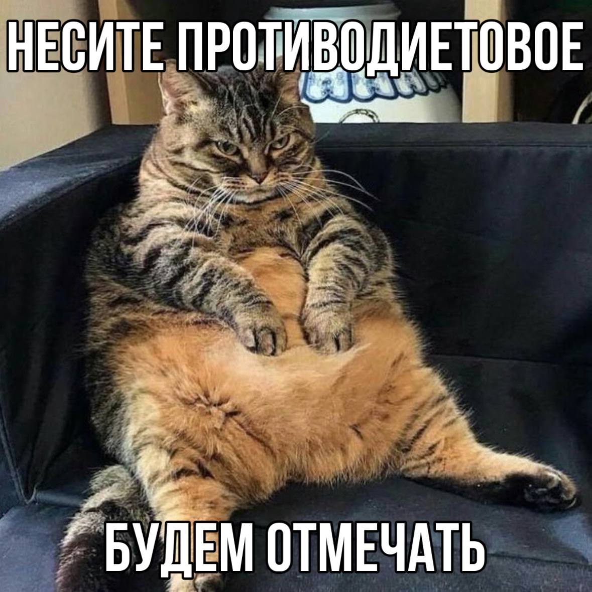 Фотографии Толстых Котов