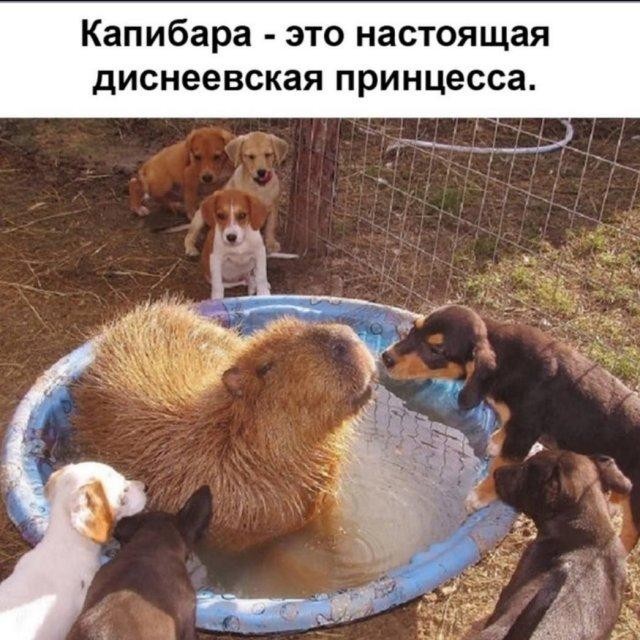 Немного забавных картинок от 20.05.2025