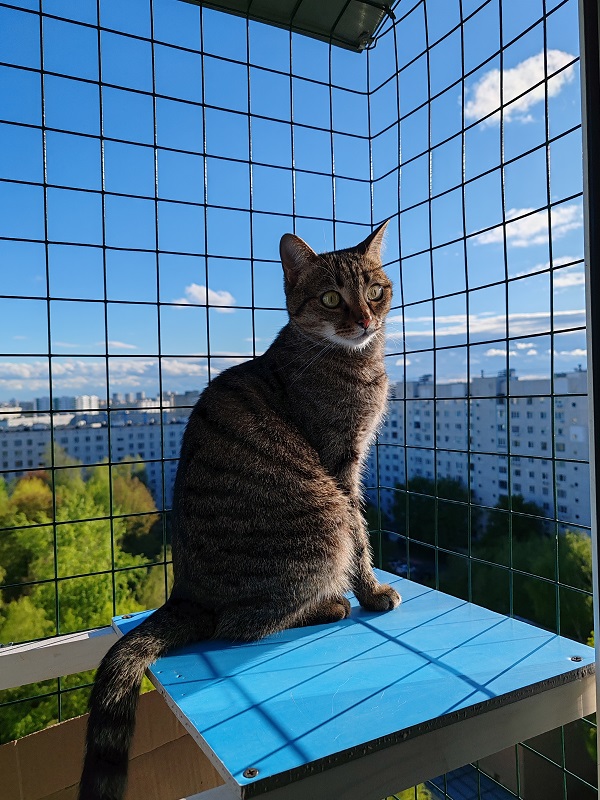 Котовторник