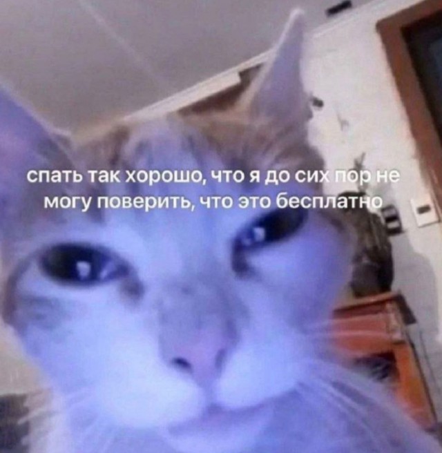 К котовторнику: подборка картинок-баянов с котиками и про котиков. Выпуск 16.