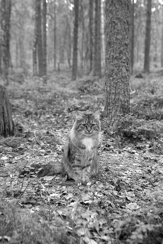 Котовторник 17.09.2013
