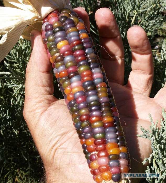 Веселая кукуруза