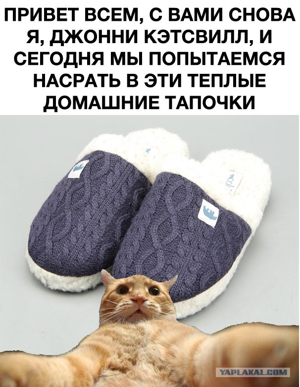 Очередная серия ТВ-шоу "Котаки"