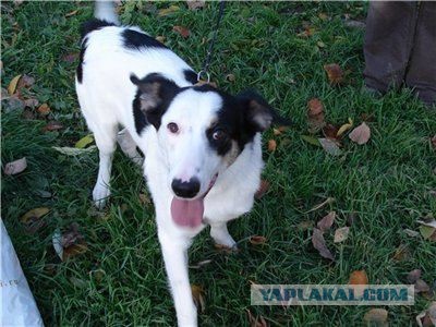 Спасенные собаки