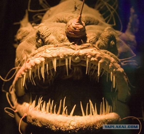 Марианская впадина