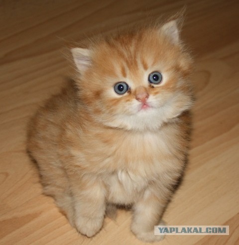 Котовторник 05.03.13