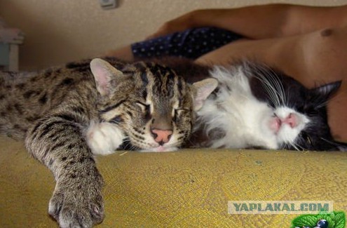 Кот Манул