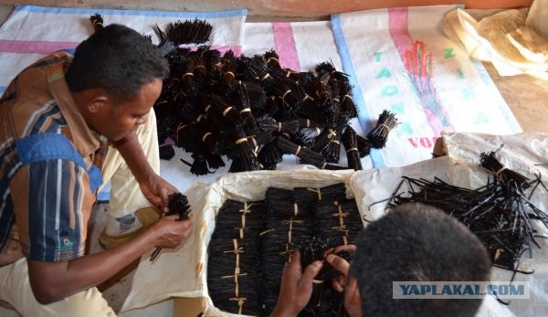 Как выращивают ваниль на Мадагаскаре