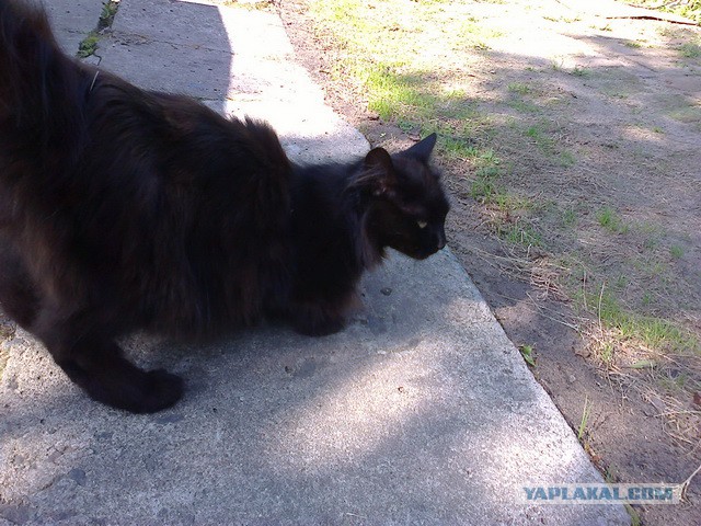 Котовторник 09.09.2014