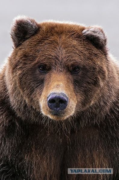 Аватары на заказ