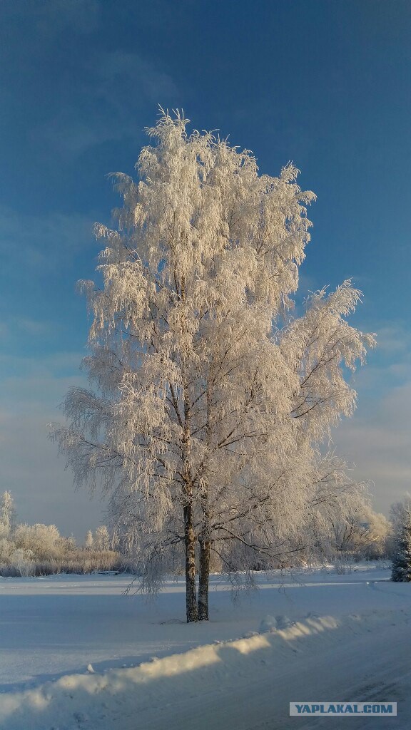 Белый Петергоф
