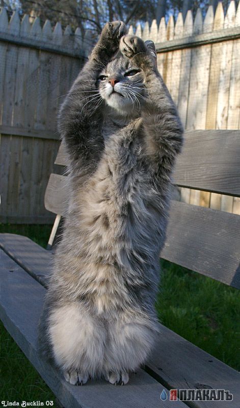 Коты, кошки, котята