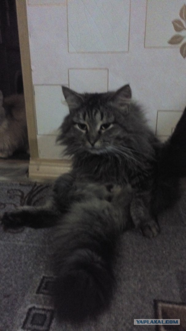 Котовторник