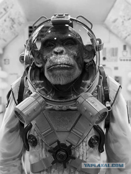 Картинки из сети