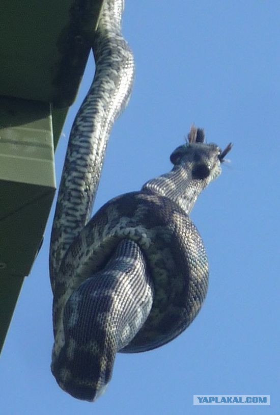 А тем временем в Австралии