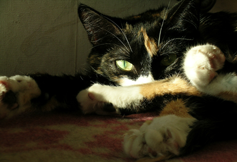 Коты, кошки, котята