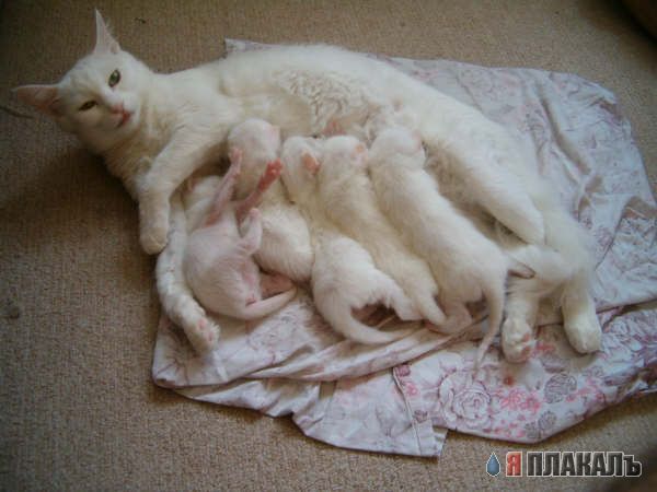 Вторничный котомёт