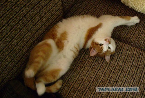 ГЛАГОЛящие коты