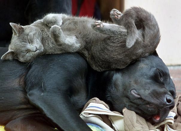 Коты из сети