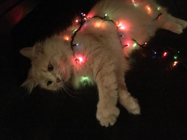 Коты из сети