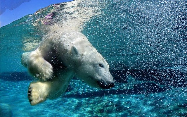 Самые смешные животные