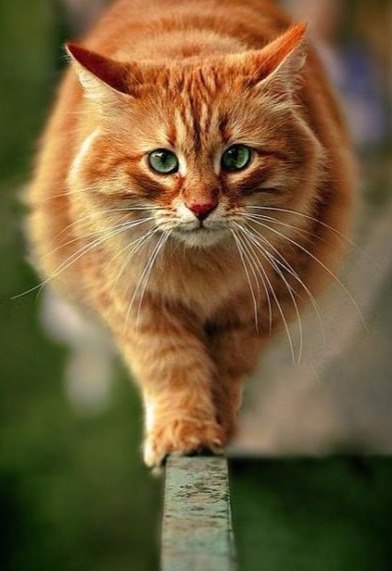 20 шикарных фотографий, в которых вся суть котов
