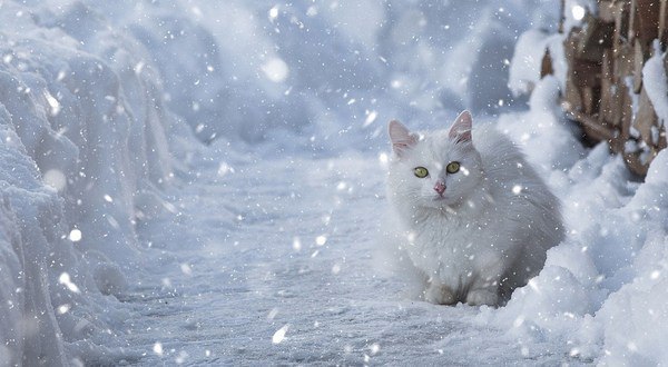 Коты и Кошки