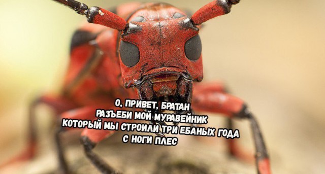 Всё это ХОЖ