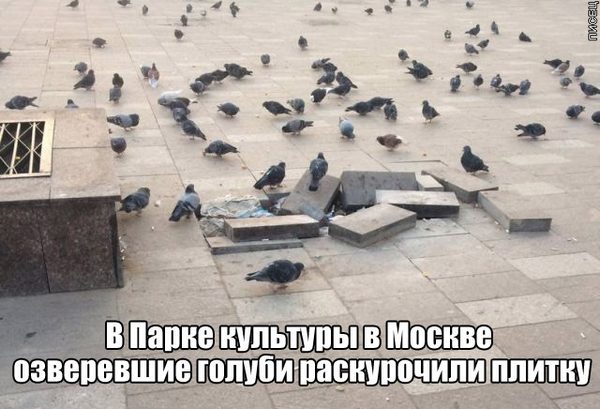 Почему бы не подеградировать, коллеги?