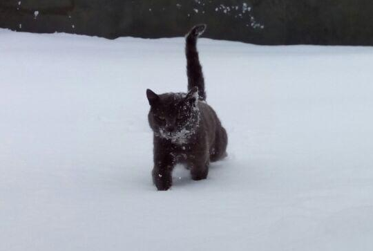 Котовторник 13.03.2018
