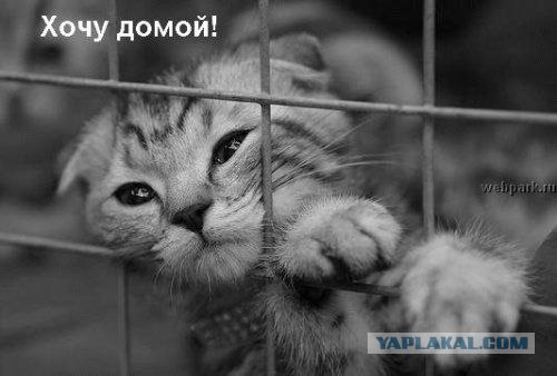 Котовторник на ЯПлакалъ (03.06), котята (31 шт)