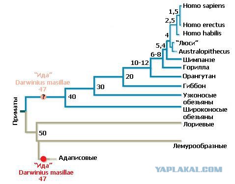 Rama Sethu - циклопическая дамба построенная исчезнувшей цивилизацией