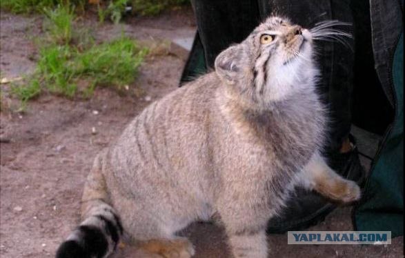 21 факт о манулах