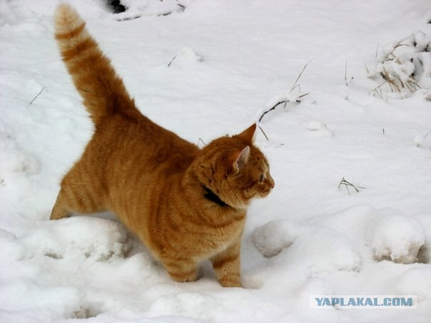 Котовторник на ЯПлакалъ