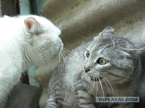 Котовторник на ЯПлакалъ: Кото и кто-то!