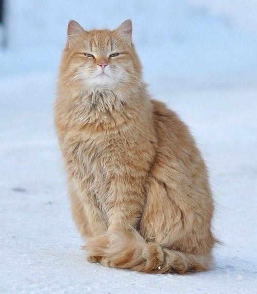 Прикольных котов пост