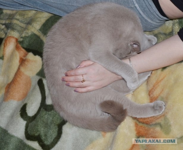 Первый котовторник июля