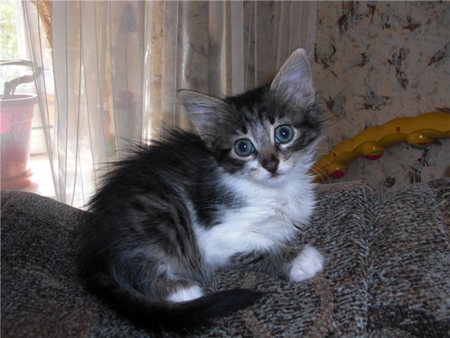 Котовторник в "КотоГетто"