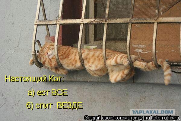 Им удобно везде