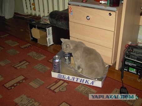 Первый КОТОВТОРНИК 2012