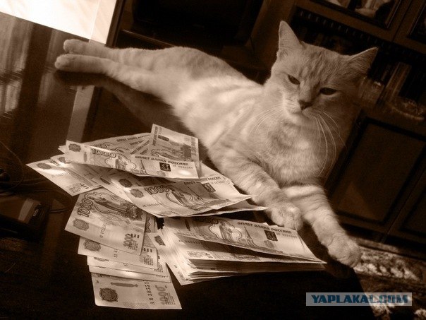 Котовторник 17 января
