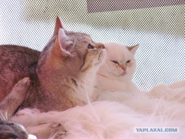 Выставка котов в Киеве