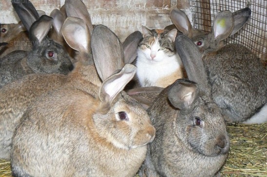 Люська с кроликами.