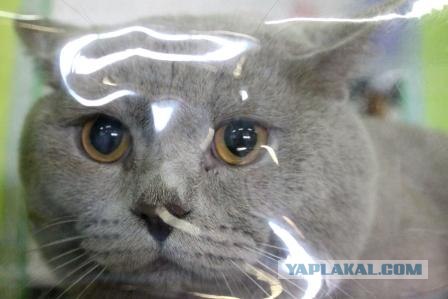 Котовторник 27.03.2012