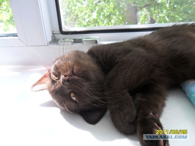 Котовторник (15.05.2012)