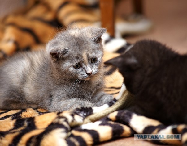 Котовторник 31.07.2012 г.