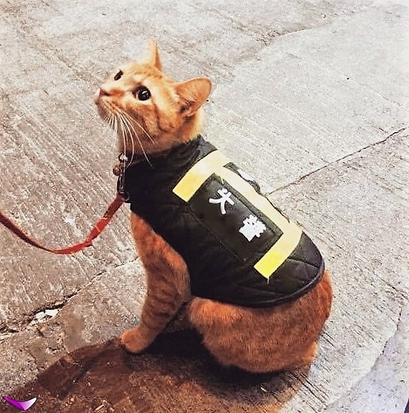 Котофеев пост