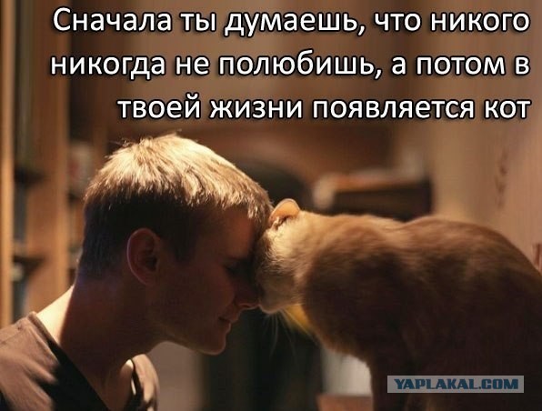 Коты, которые нас порадовали!